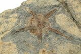 Wide Slab Of Fossil Brittle Stars & Corals #234625-2